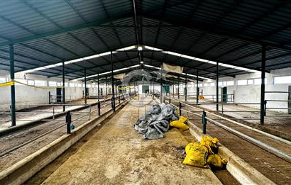 CB ENVOY Konya Kulu'da 1000 Büyükbaş Hayvan Kapasiteli Çiftlik