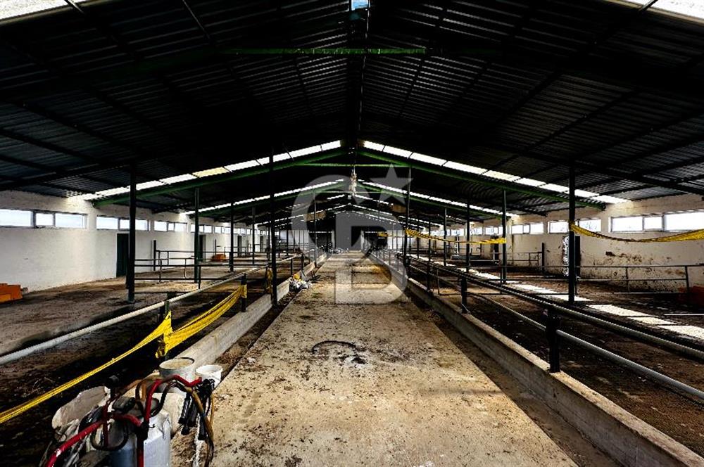 CB ENVOY Konya Kulu'da 1000 Büyükbaş Hayvan Kapasiteli Çiftlik