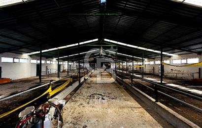 CB ENVOY Konya Kulu'da 1000 Büyükbaş Hayvan Kapasiteli Çiftlik