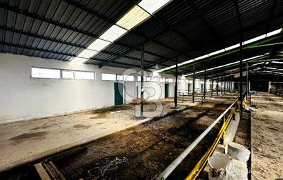 CB ENVOY Konya Kulu'da 1000 Büyükbaş Hayvan Kapasiteli Çiftlik