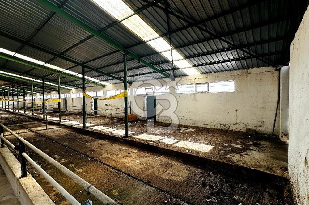 CB ENVOY Konya Kulu'da 1000 Büyükbaş Hayvan Kapasiteli Çiftlik