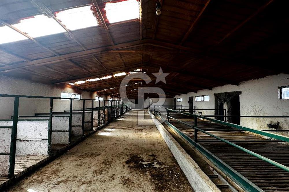 CB ENVOY Konya Kulu'da 1000 Büyükbaş Hayvan Kapasiteli Çiftlik