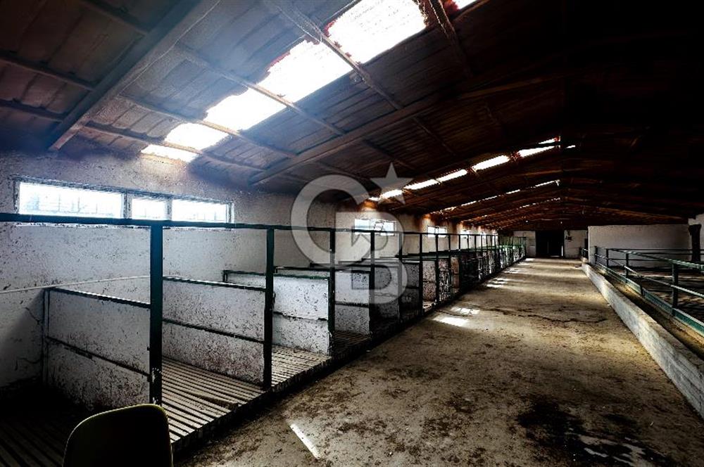 CB ENVOY Konya Kulu'da 1000 Büyükbaş Hayvan Kapasiteli Çiftlik