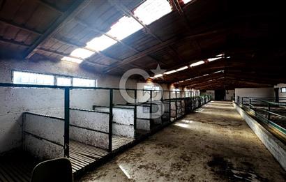 CB ENVOY Konya Kulu'da 1000 Büyükbaş Hayvan Kapasiteli Çiftlik