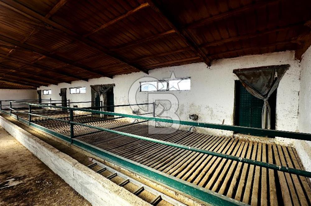 CB ENVOY Konya Kulu'da 1000 Büyükbaş Hayvan Kapasiteli Çiftlik