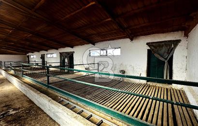 CB ENVOY Konya Kulu'da 1000 Büyükbaş Hayvan Kapasiteli Çiftlik