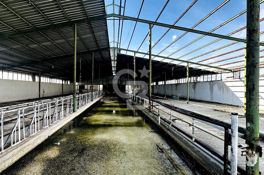 CB ENVOY Konya Kulu'da 1000 Büyükbaş Hayvan Kapasiteli Çiftlik