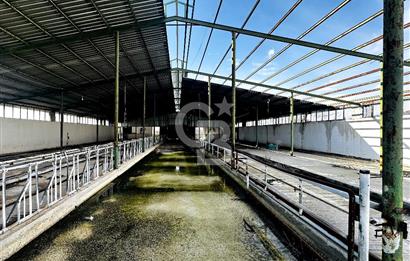 CB ENVOY Konya Kulu'da 1000 Büyükbaş Hayvan Kapasiteli Çiftlik