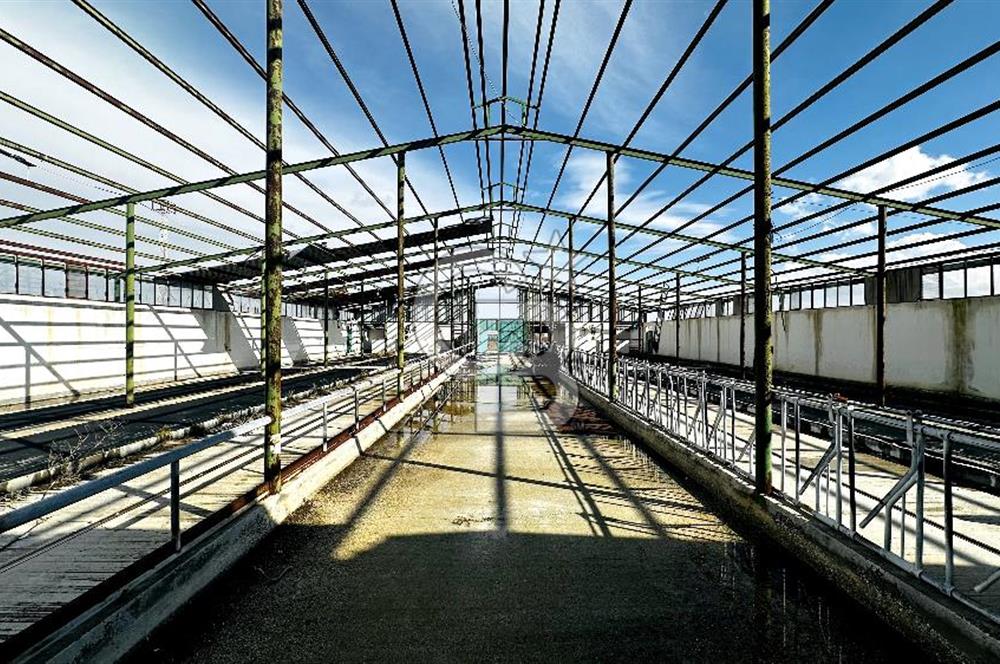 CB ENVOY Konya Kulu'da 1000 Büyükbaş Hayvan Kapasiteli Çiftlik