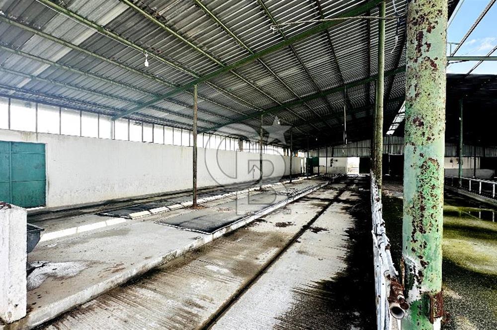 CB ENVOY Konya Kulu'da 1000 Büyükbaş Hayvan Kapasiteli Çiftlik