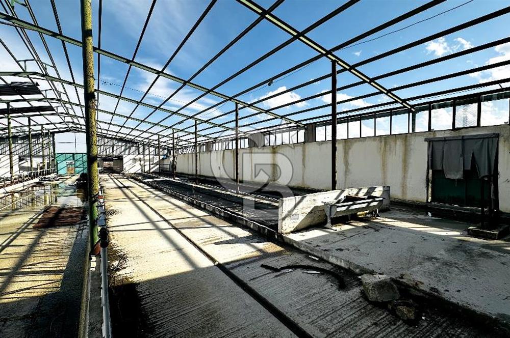 CB ENVOY Konya Kulu'da 1000 Büyükbaş Hayvan Kapasiteli Çiftlik