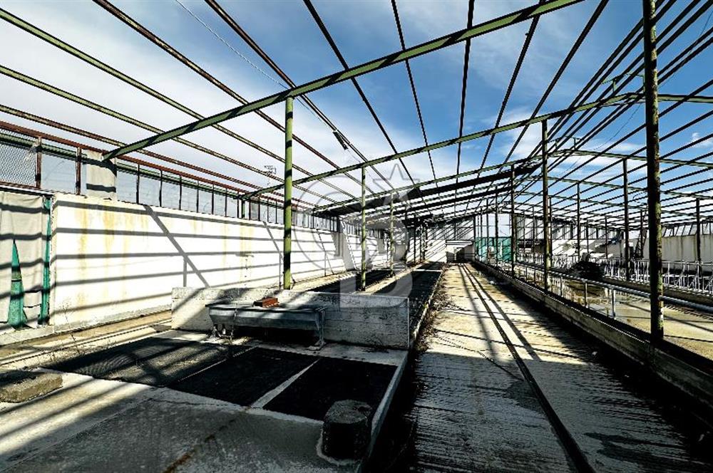 CB ENVOY Konya Kulu'da 1000 Büyükbaş Hayvan Kapasiteli Çiftlik