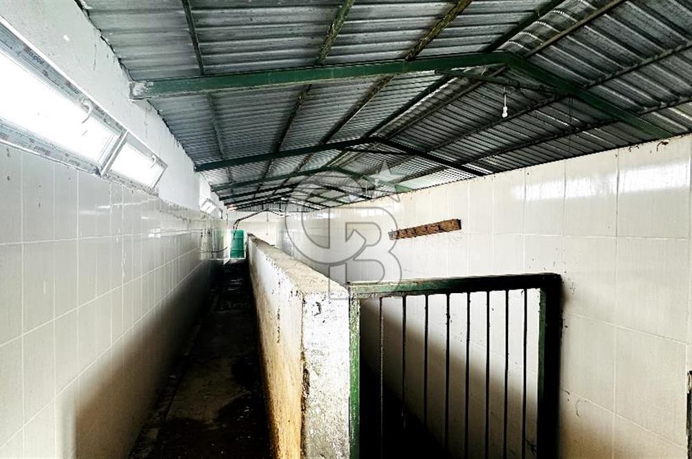 CB ENVOY Konya Kulu'da 1000 Büyükbaş Hayvan Kapasiteli Çiftlik