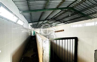 CB ENVOY Konya Kulu'da 1000 Büyükbaş Hayvan Kapasiteli Çiftlik