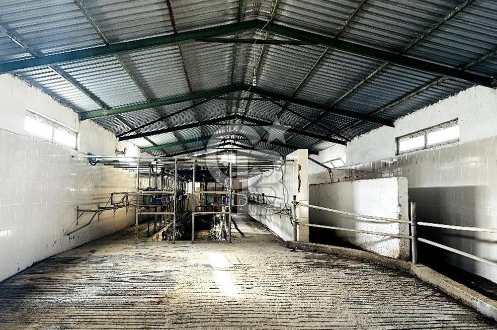 CB ENVOY Konya Kulu'da 1000 Büyükbaş Hayvan Kapasiteli Çiftlik