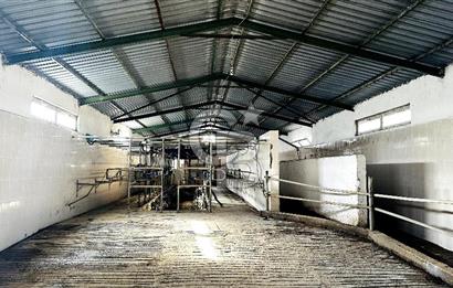 CB ENVOY Konya Kulu'da 1000 Büyükbaş Hayvan Kapasiteli Çiftlik