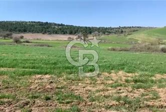 CB KİNG'DEN BALIKESİR/KÜRSE MAHALLESİ 6935m² SATILIK TARLA - 1 - 336622