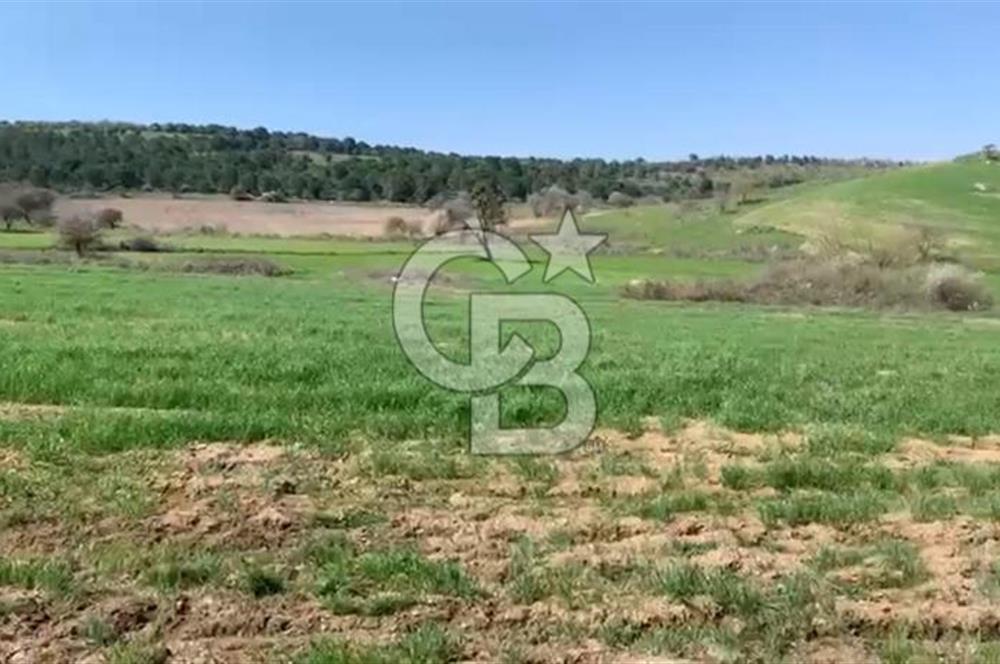 CB KİNG'DEN BALIKESİR/KÜRSE MAHALLESİ 6935m² SATILIK TARLA