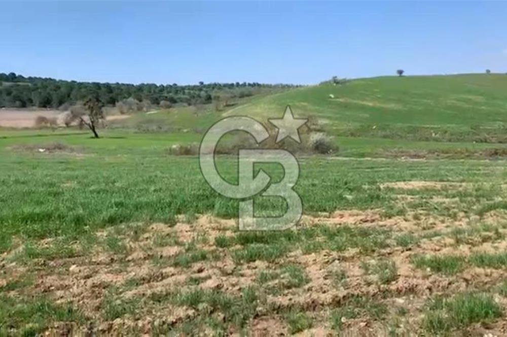CB KİNG'DEN BALIKESİR/KÜRSE MAHALLESİ 6935m² SATILIK TARLA