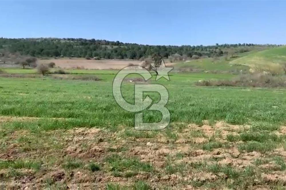 CB KİNG'DEN BALIKESİR/KÜRSE MAHALLESİ 6935m² SATILIK TARLA