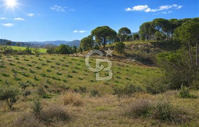 Manisa Gördes Merkeztepe 29 Dönüm Tek Tapu Satılık Tarla