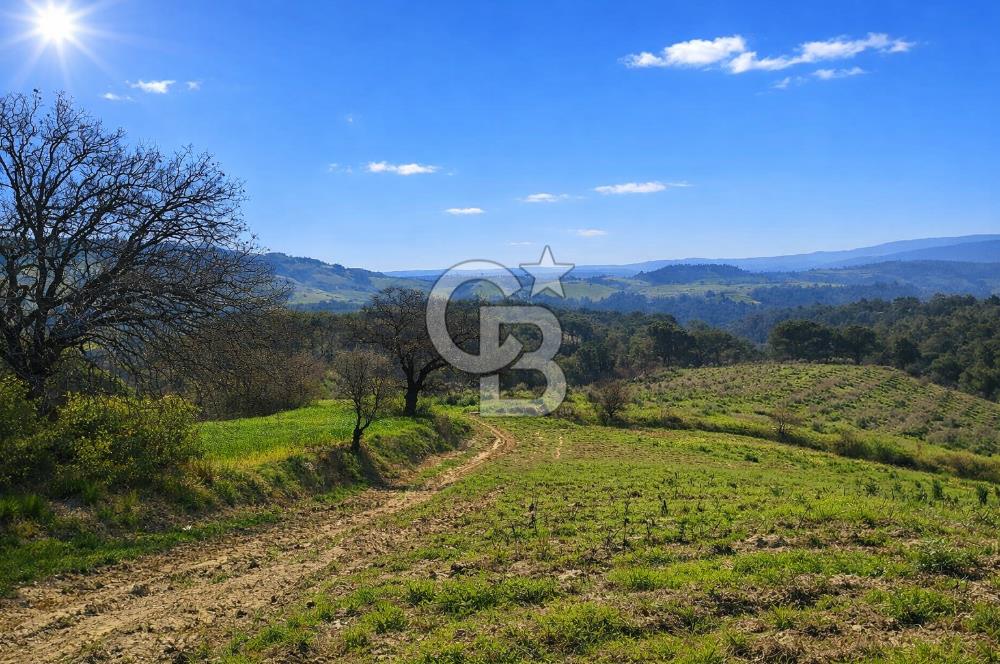 Manisa Gördes Merkeztepe 29 Dönüm Tek Tapu Satılık Tarla