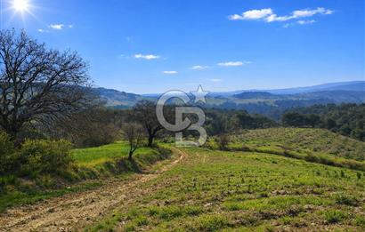 Manisa Gördes Merkeztepe 29 Dönüm Tek Tapu Satılık Tarla