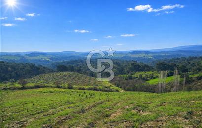 Manisa Gördes Merkeztepe 29 Dönüm Tek Tapu Satılık Tarla