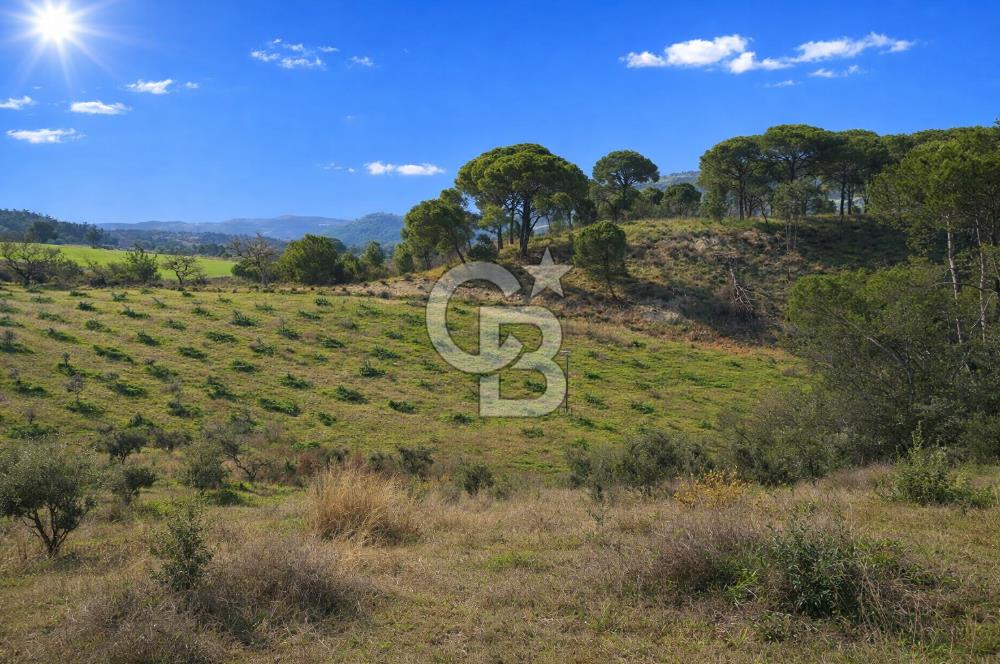 Manisa Gördes Merkeztepe 29 Dönüm Tek Tapu Satılık Tarla