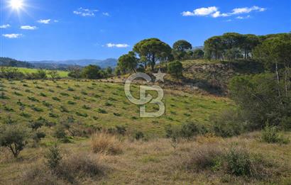 Manisa Gördes Merkeztepe 29 Dönüm Tek Tapu Satılık Tarla