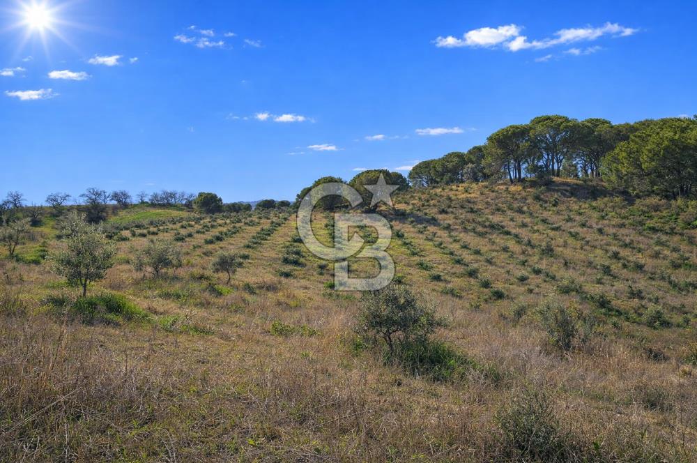 Manisa Gördes Merkeztepe 29 Dönüm Tek Tapu Satılık Tarla