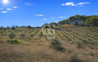 Manisa Gördes Merkeztepe 29 Dönüm Tek Tapu Satılık Tarla