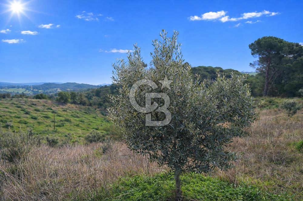 Manisa Gördes Merkeztepe 29 Dönüm Tek Tapu Satılık Tarla