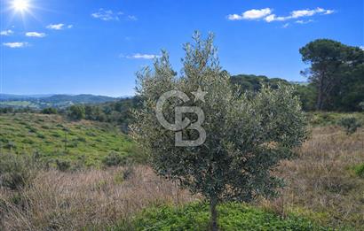 Manisa Gördes Merkeztepe 29 Dönüm Tek Tapu Satılık Tarla