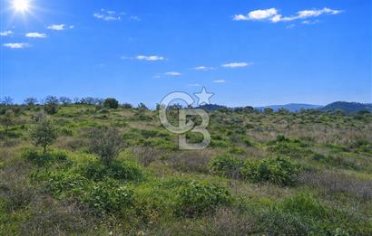 Manisa Gördes Merkeztepe 29 Dönüm Tek Tapu Satılık Tarla