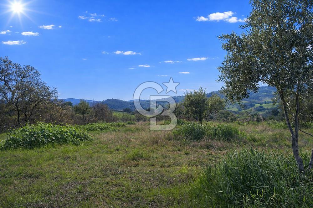Manisa Gördes Merkeztepe 29 Dönüm Tek Tapu Satılık Tarla