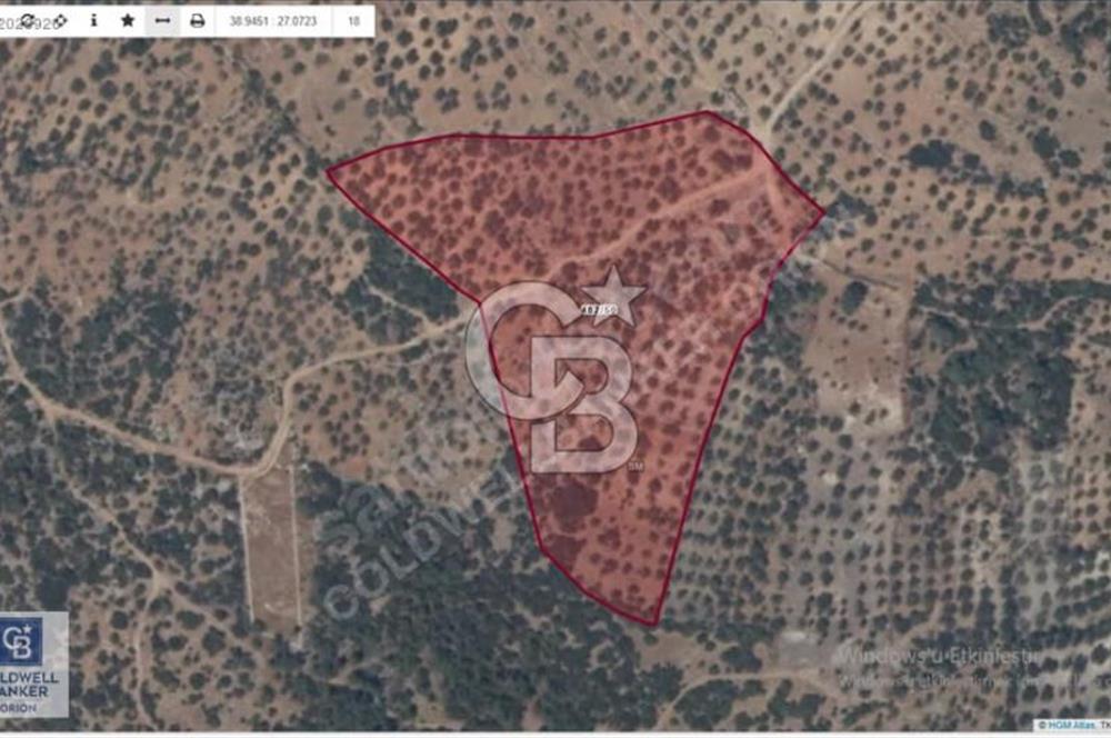 BERGAMA ZEYTİNDAĞDA SATILIK ZEYTİNLİK