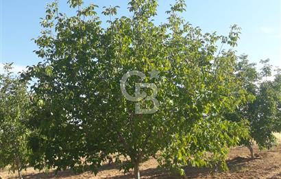 UŞAK ULUBEYDE SATILIK CEVİZ BAHÇESİ