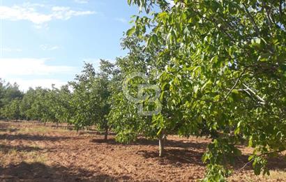 UŞAK ULUBEYDE SATILIK CEVİZ BAHÇESİ