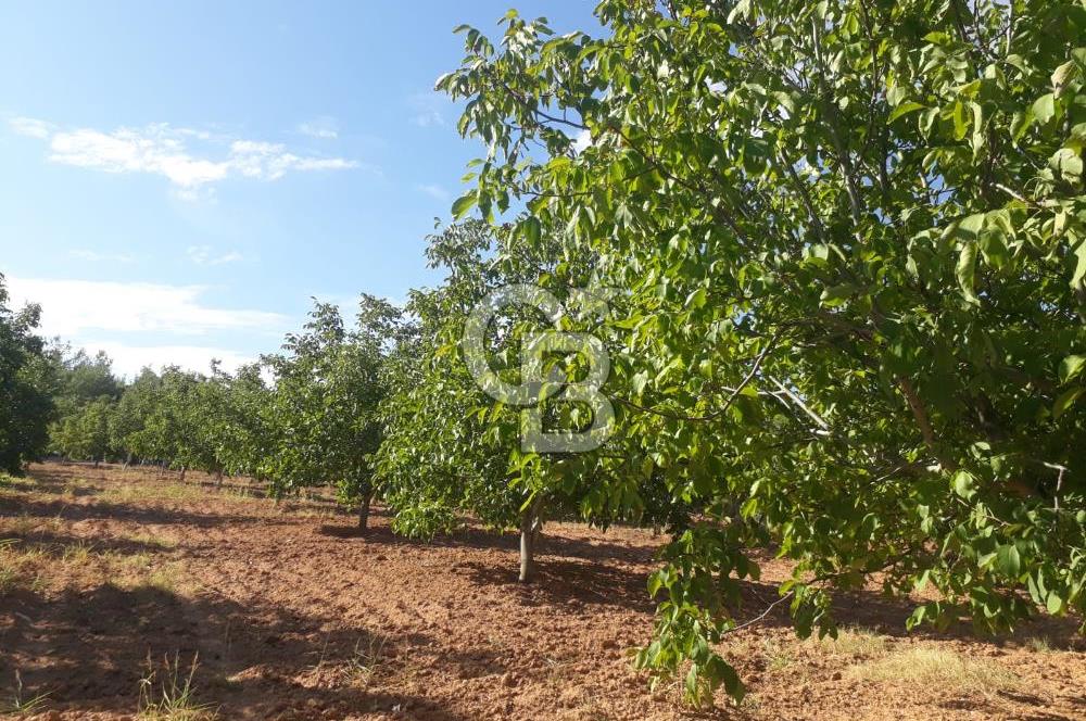 UŞAK ULUBEYDE SATILIK CEVİZ BAHÇESİ