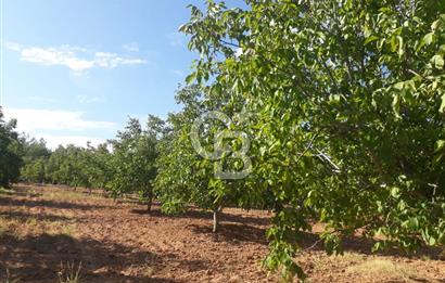 UŞAK ULUBEYDE SATILIK CEVİZ BAHÇESİ