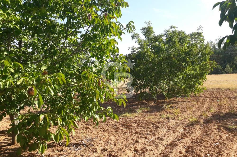 UŞAK ULUBEYDE SATILIK CEVİZ BAHÇESİ