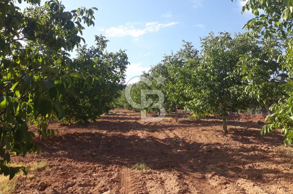 UŞAK ULUBEYDE SATILIK CEVİZ BAHÇESİ