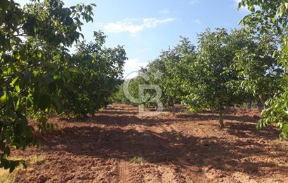 UŞAK ULUBEYDE SATILIK CEVİZ BAHÇESİ