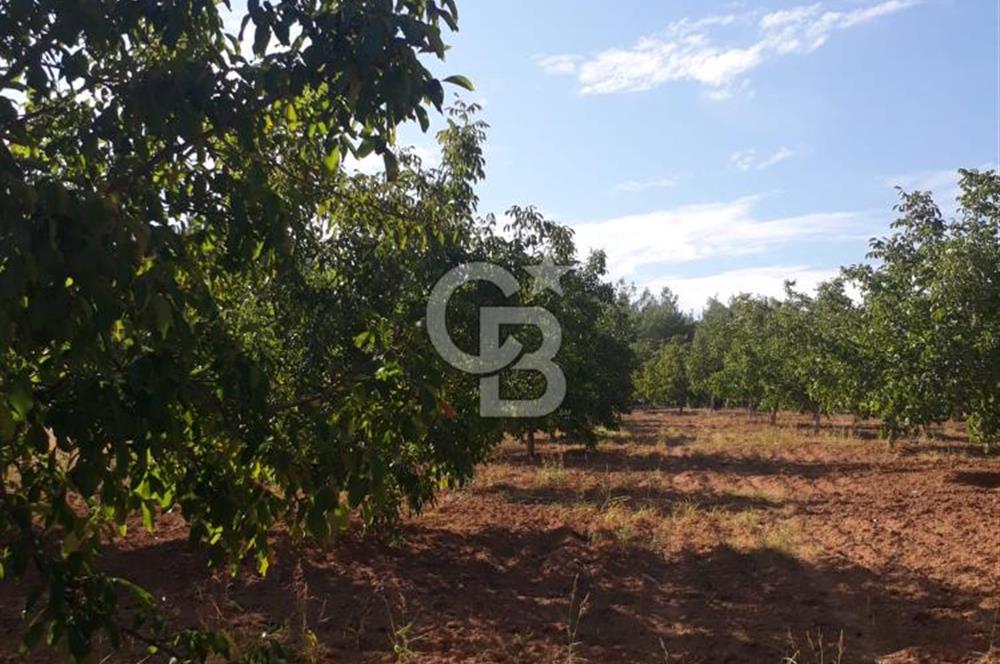 UŞAK ULUBEYDE SATILIK CEVİZ BAHÇESİ
