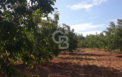 UŞAK ULUBEYDE SATILIK CEVİZ BAHÇESİ