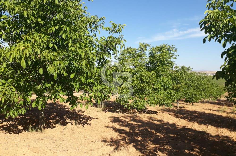 UŞAK ULUBEYDE SATILIK CEVİZ BAHÇESİ