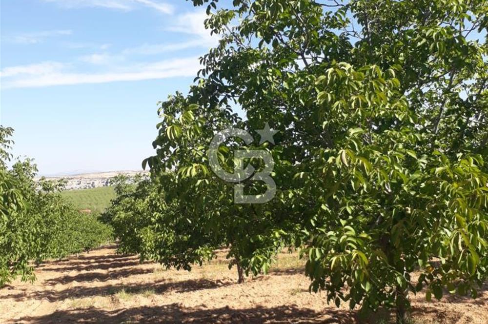 UŞAK ULUBEYDE SATILIK CEVİZ BAHÇESİ
