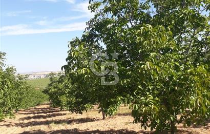UŞAK ULUBEYDE SATILIK CEVİZ BAHÇESİ