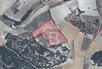 MANISA DEMİRCİ GÜMELE 24 DÖNÜM TARLA - 1 - 336742